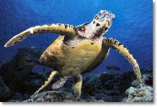 Zanzibar conservation news – More sea turtles released from Mnarani Marine Aquarium