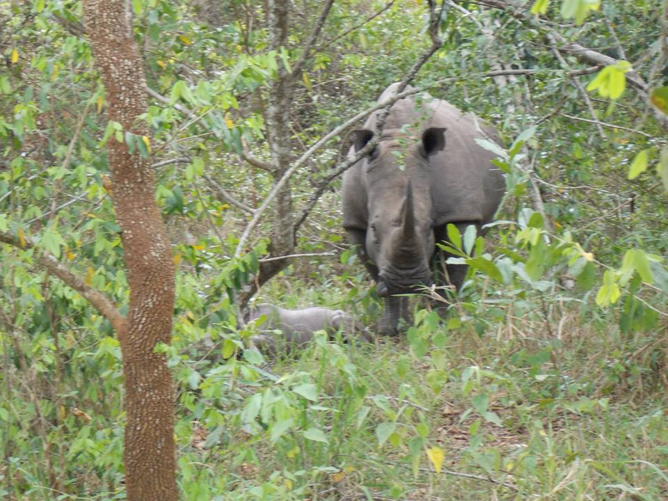 Ziwa Rhino Sanctuary welcomes baby number 11