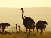 News updates from Air Kenya