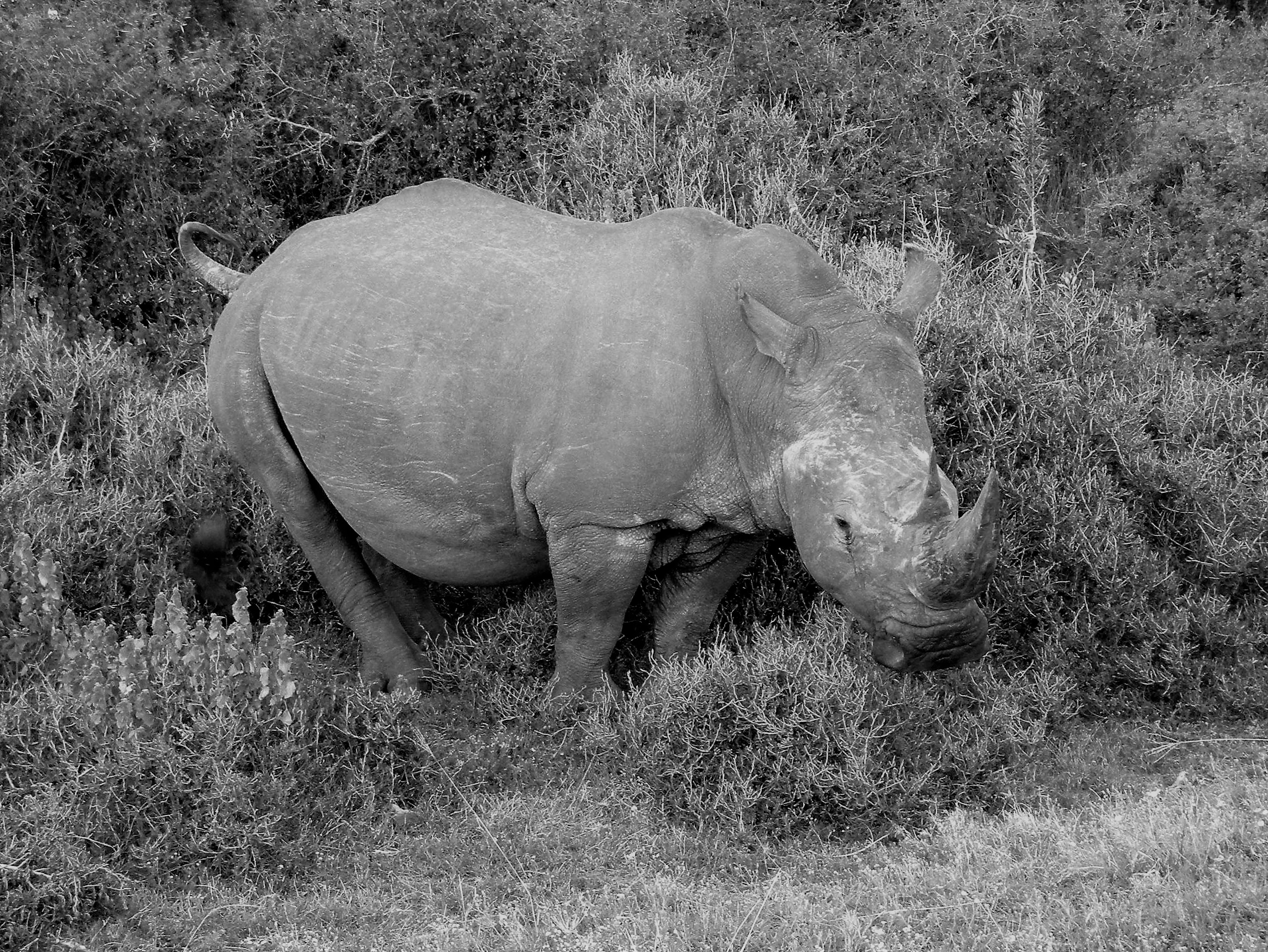 TravelComments.com – Namibia: New rhino and elephant poaching figures!
