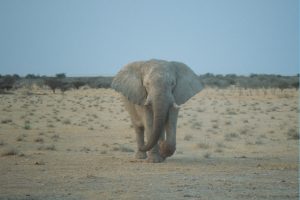 TravelComments.com – National Parks & Game Parks: Namibia to introduce an additional conservation fee!