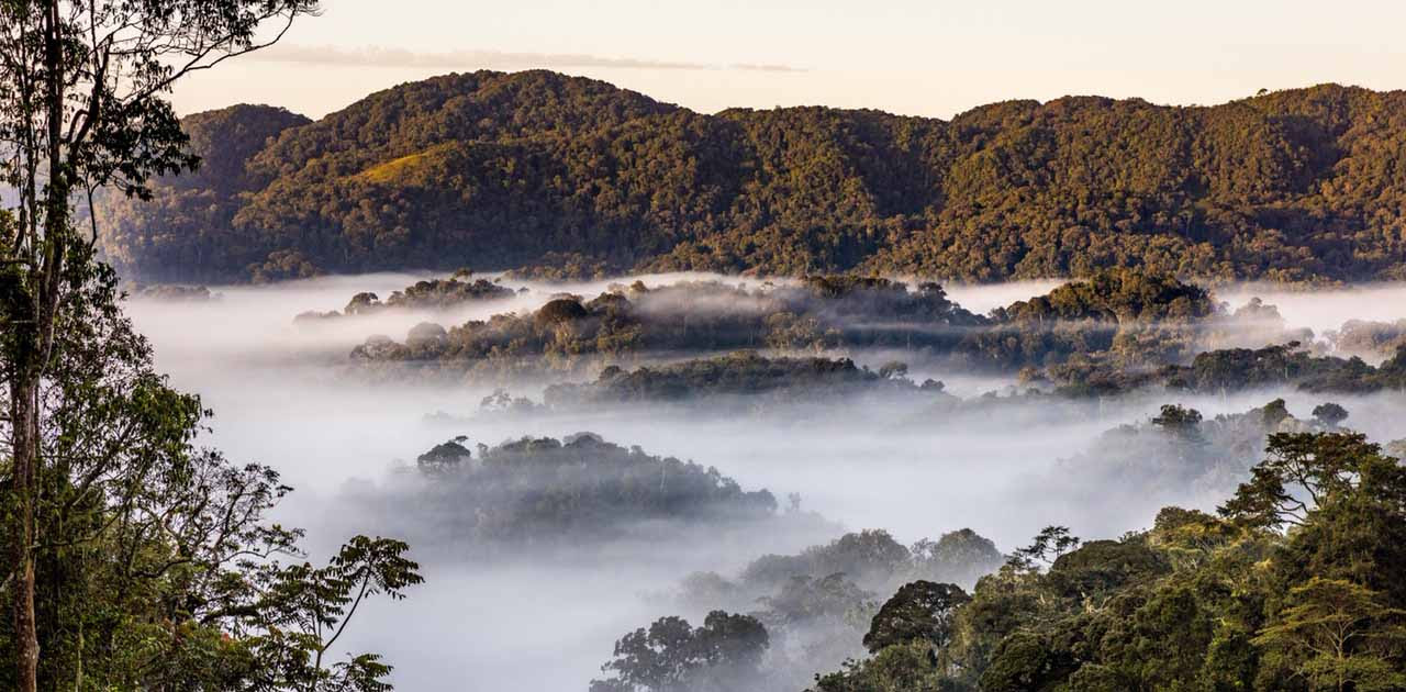 #AfricanParks signs management deal for #Rwanda's Nyungwe National Park ...