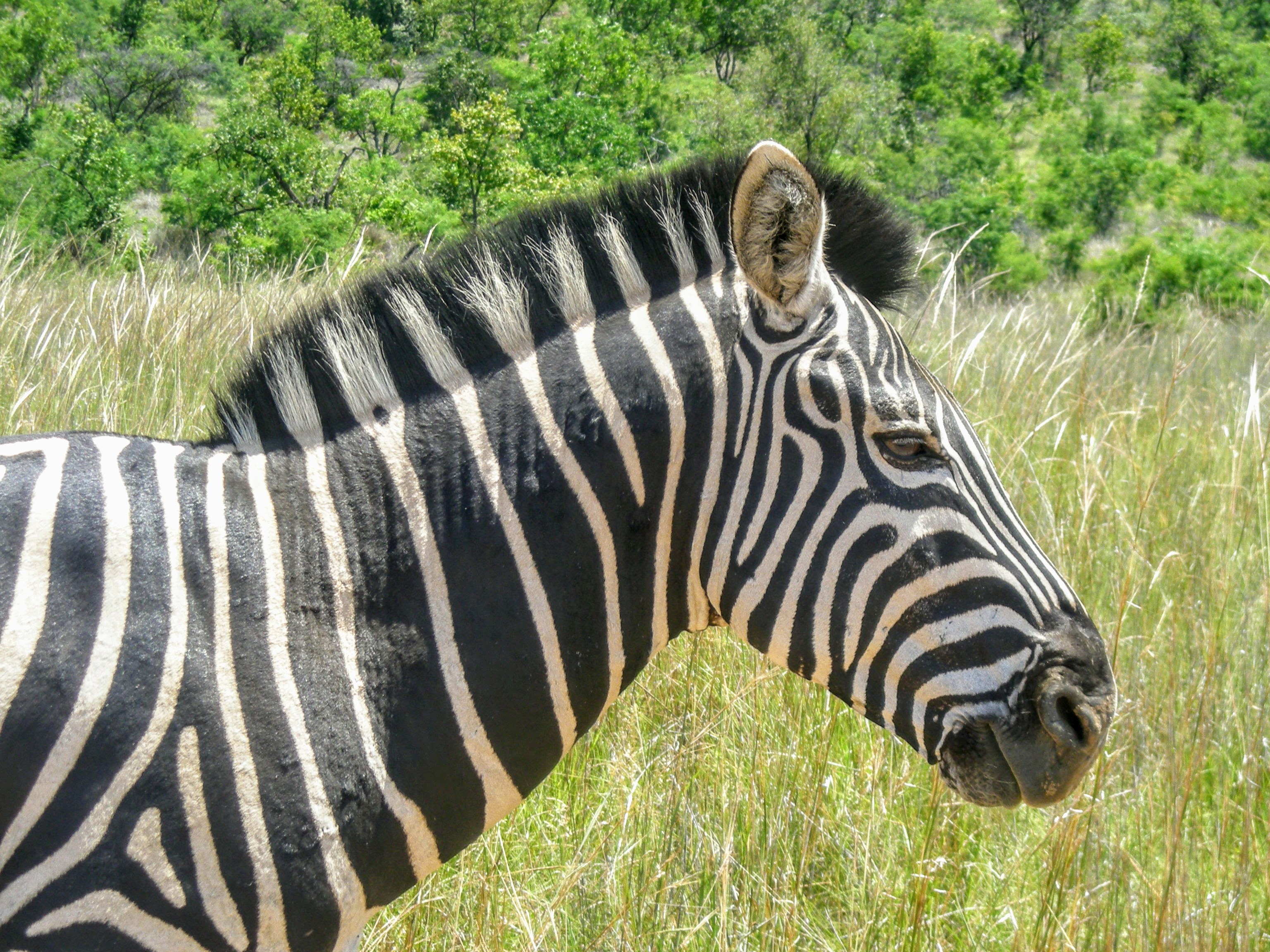TravelComments.com – South African National Parks (SANParks): National Parks remain open as per strict level three regulations!