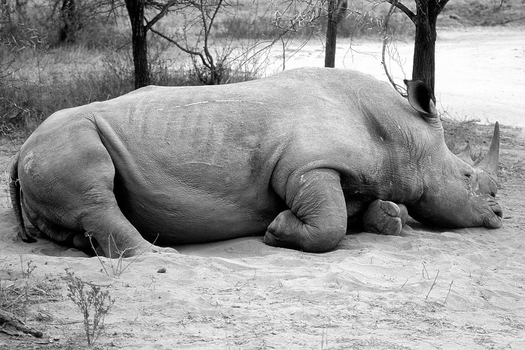 TravelComments.com – Namibia released rhino & elephant poaching statistics for 2020!