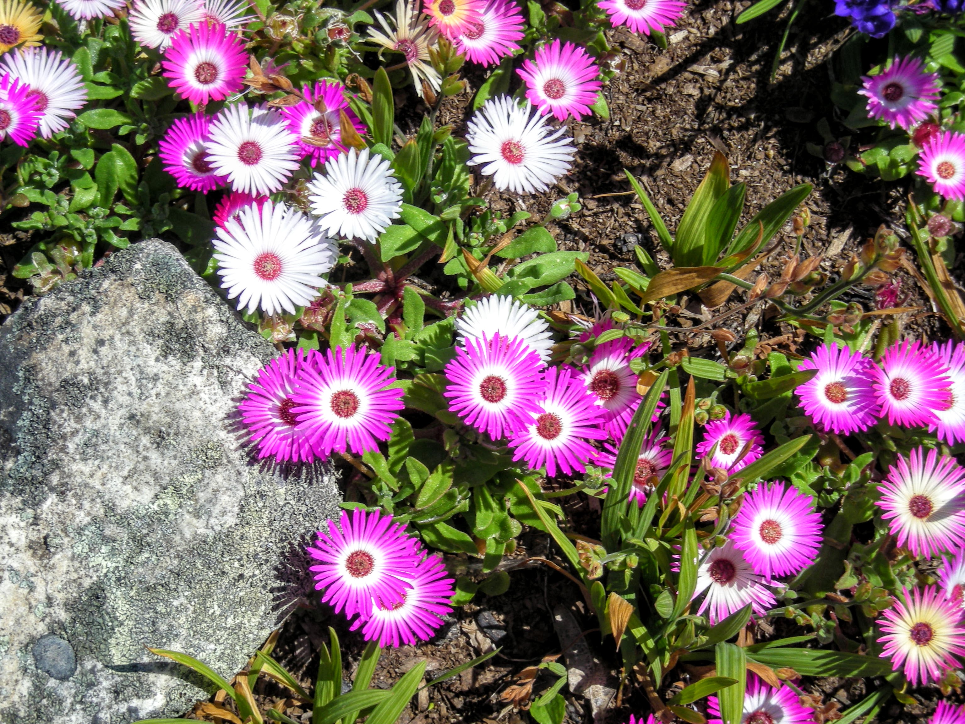TravelComments.com – Cape Town: Kirstenbosch National Botanical Garden implements dual pricing!